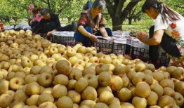 砀山最新吃瓜爆料视频曝光,视频曝光惊人内幕